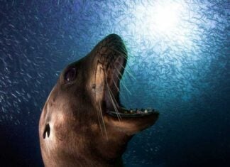 The extraordinary wildlife photography of Alejandro Prieto